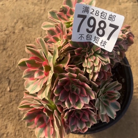 稳***住7987多肉植物法师法师