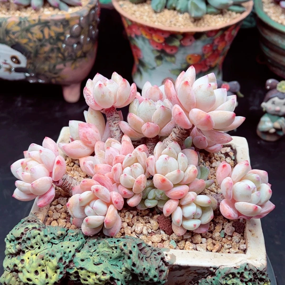 风*冷香群老桩发货的