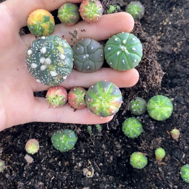 漂亮兜好看精致可爱9颗