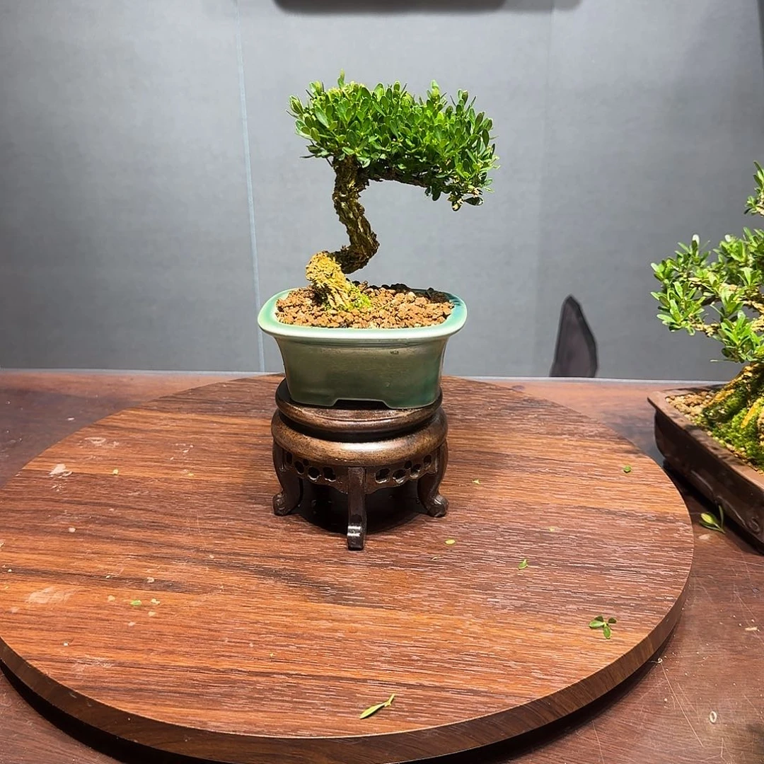 完全开放黄杨盆景1111