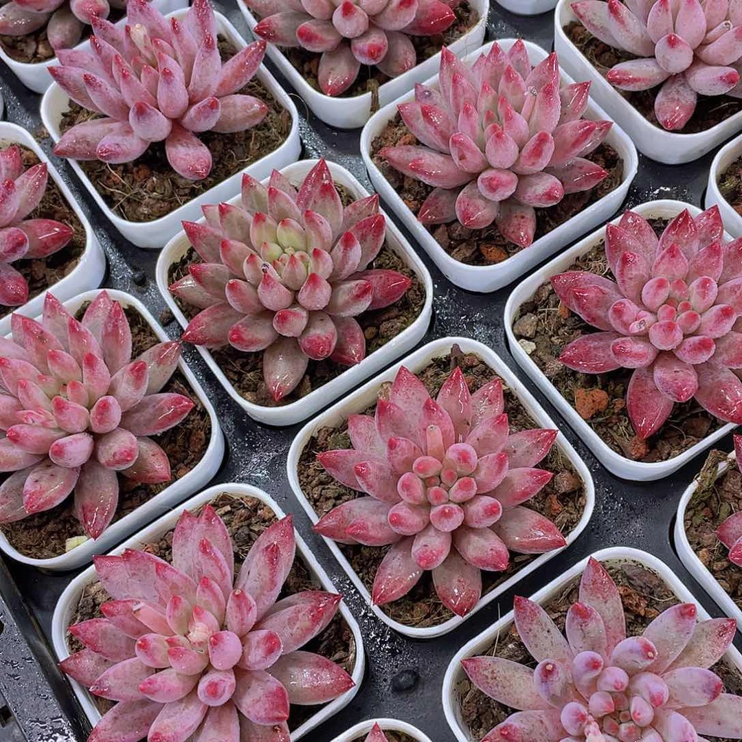 量拍30号 金鱼姬车厘子单头一个