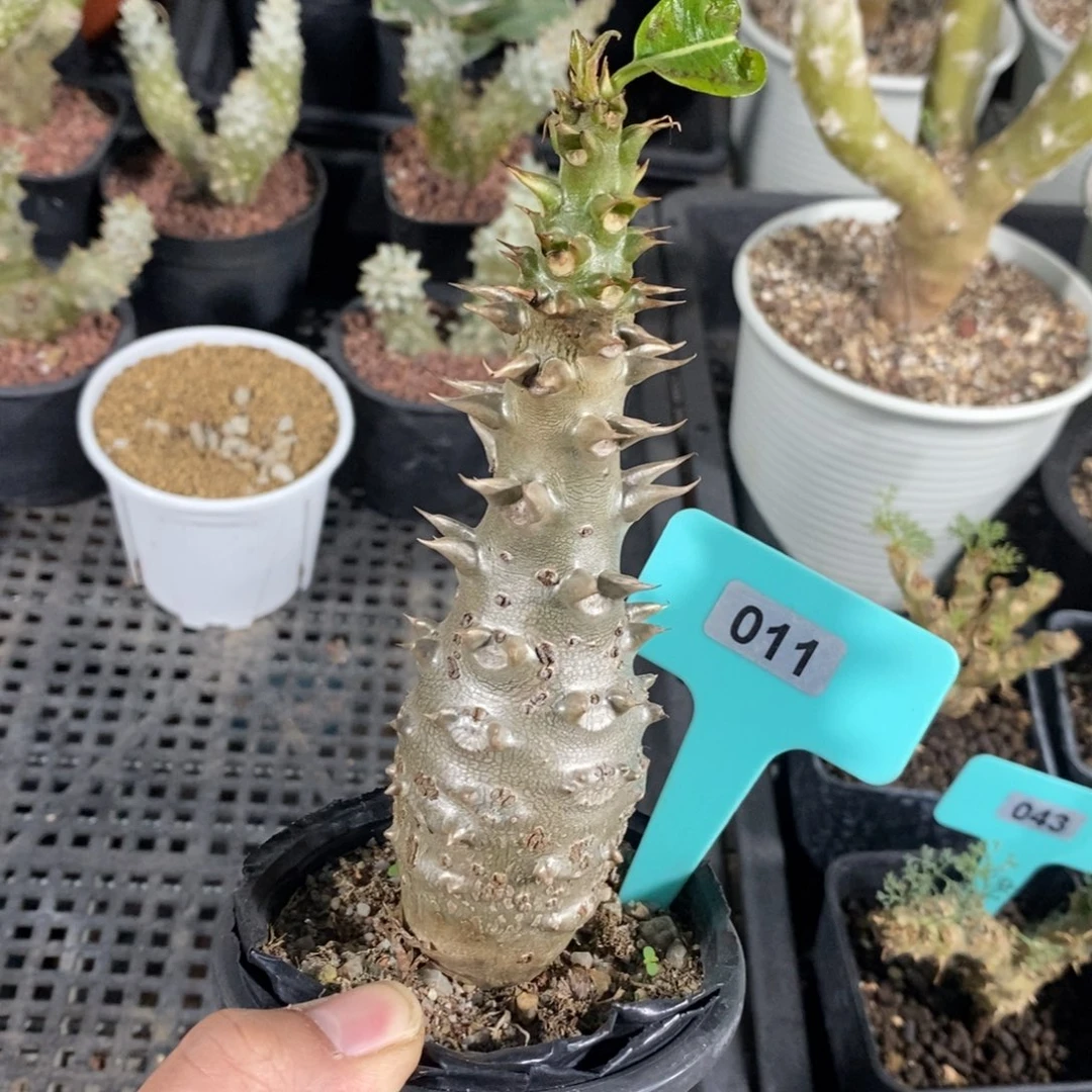 温莎瓶干多肉植物一个