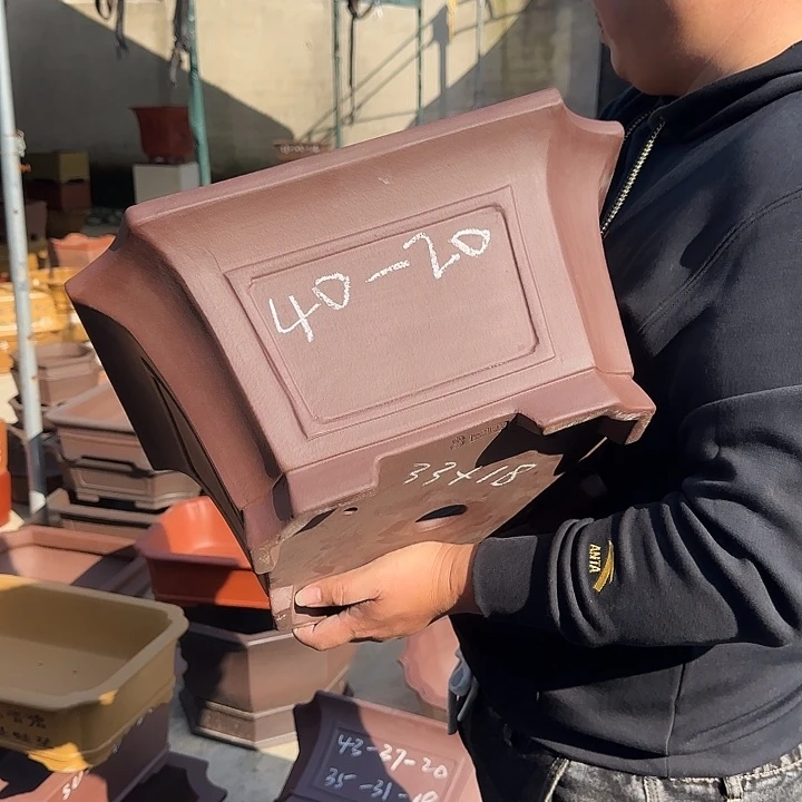 花盆紫砂蜘蛛是人类