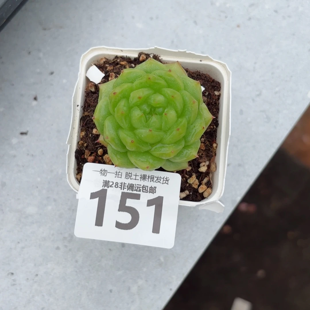 灯泡珍妮单头无盆土发货