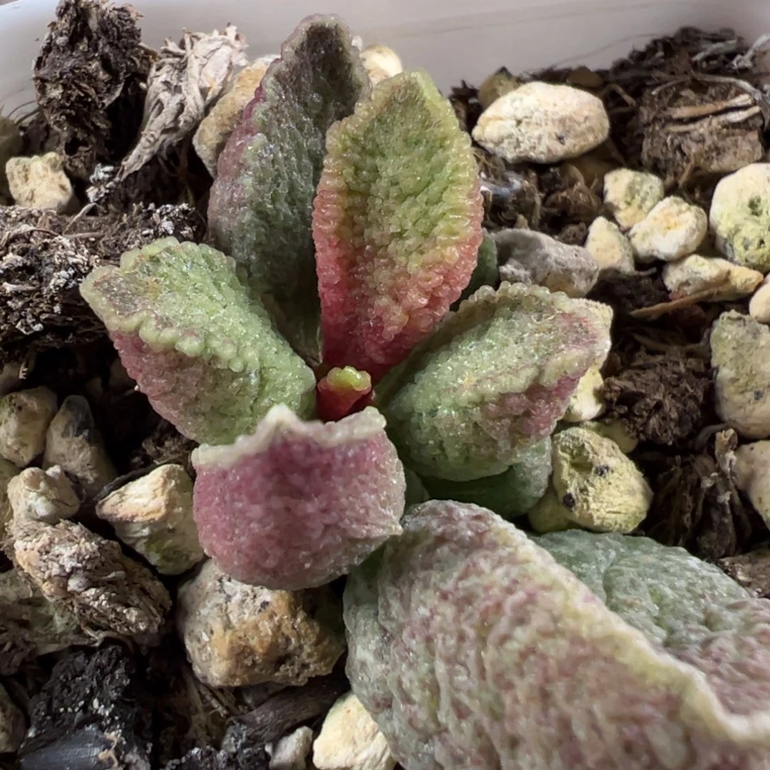 实生新品苗子多肉植物水泡