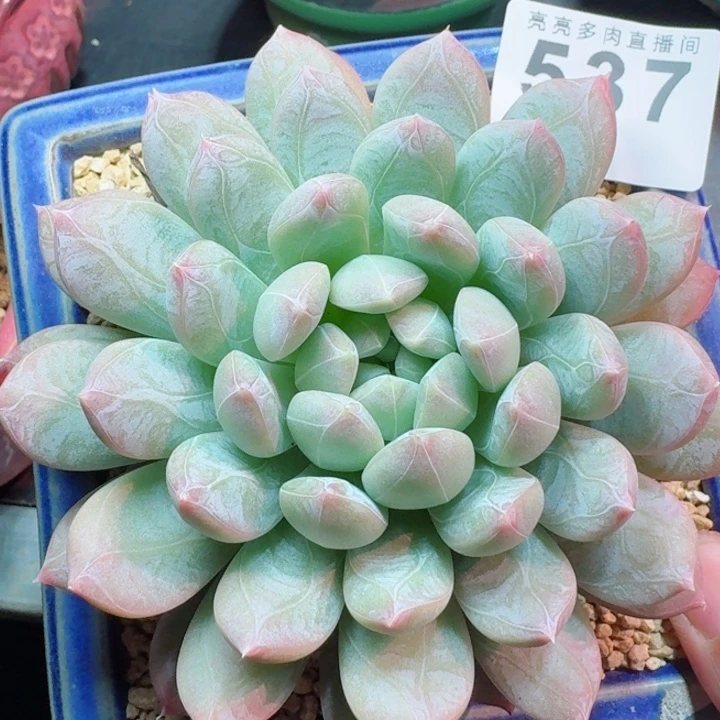 百达翡翠         精控精养多肉植物