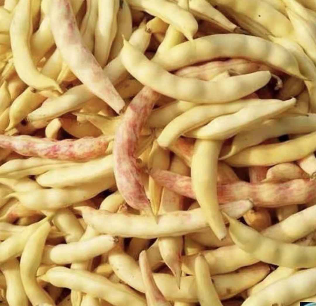 东北特产黄、红金钩豆角4.5斤拼发（新鲜现摘皮薄豆粒饱满）