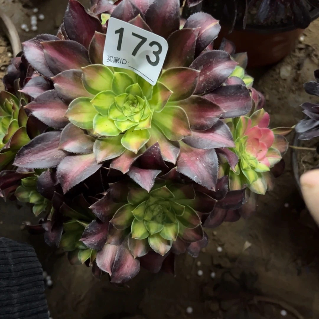 173号韶华多肉植物