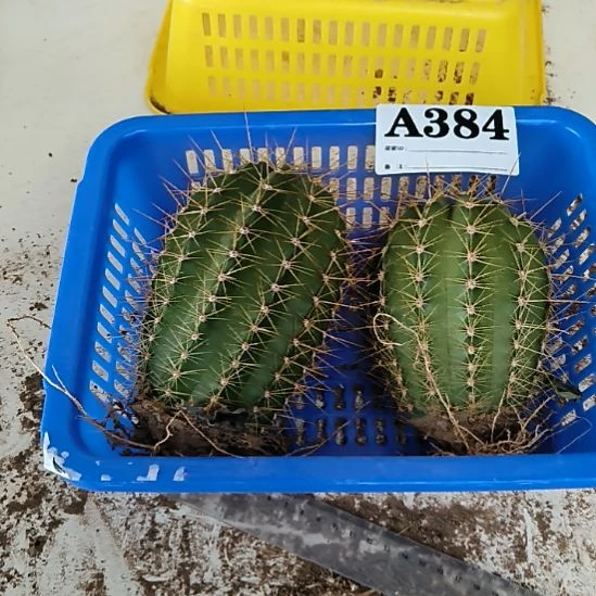 当前无花栽培后可以开花384