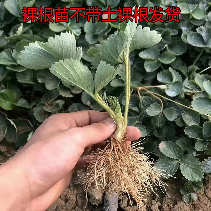草莓苗奶油红颜草莓秧四季