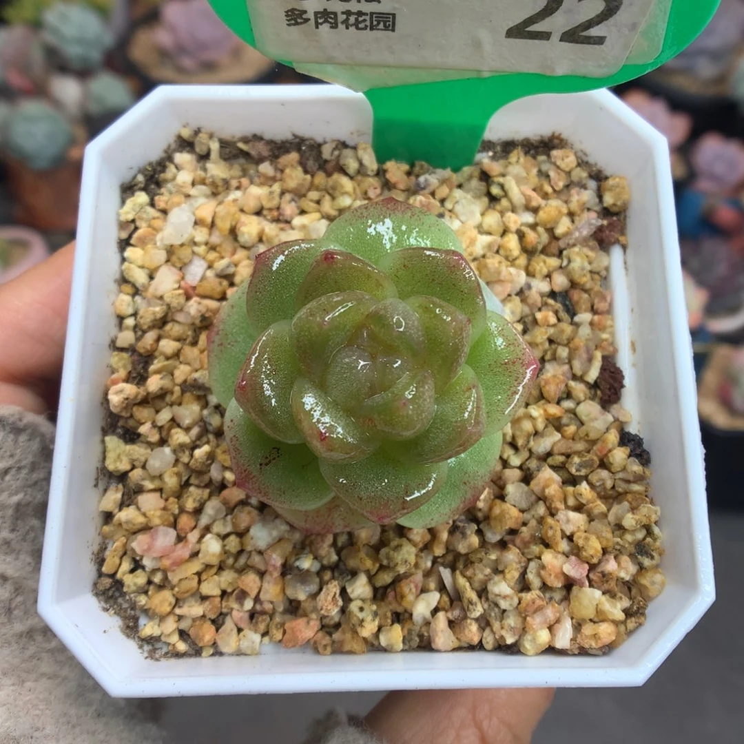 22冰玉石化多肉植物