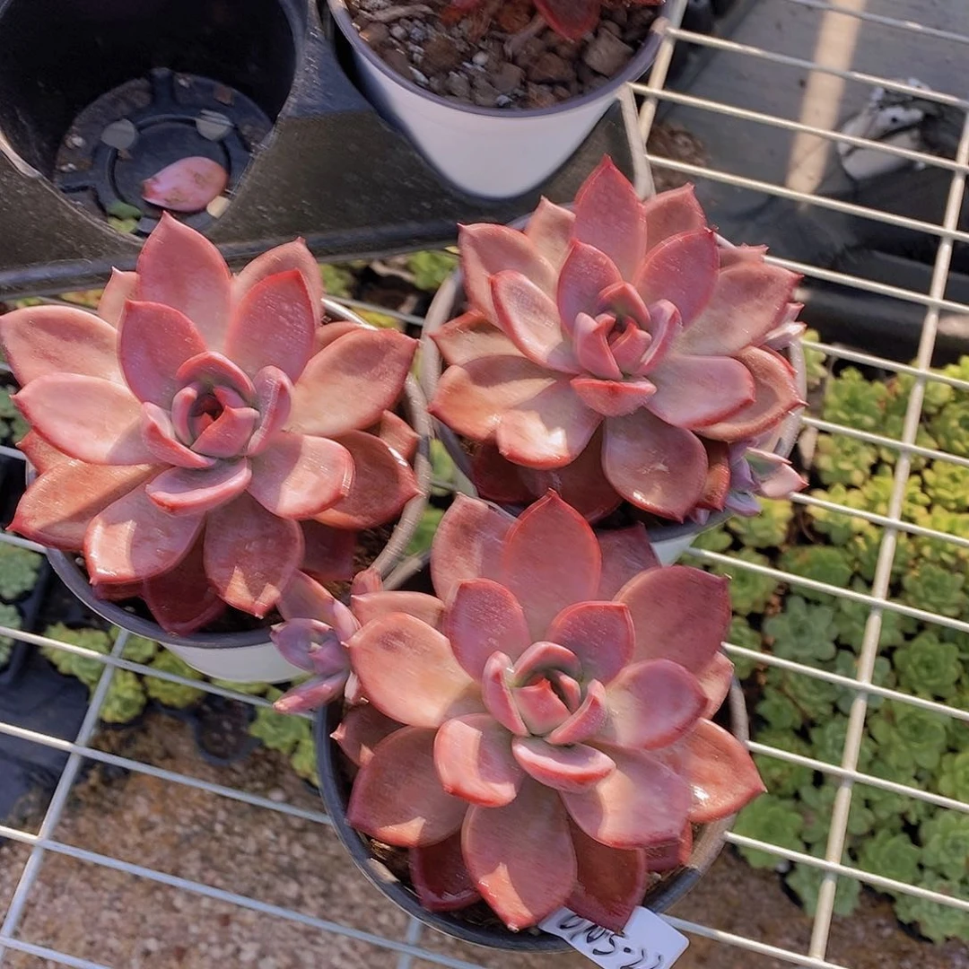 0705-23-红糖卡大单头福利一颗量拍