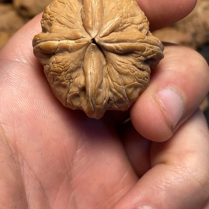 文玩核桃吊坠格****?文玩核桃异形单只