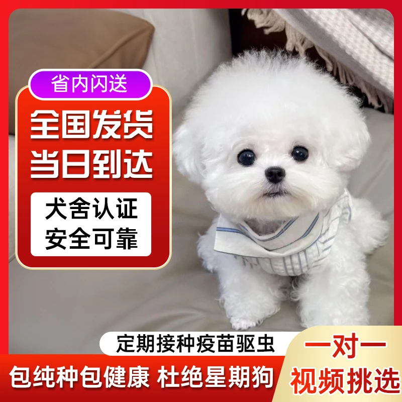 纯种比熊幼犬飞耳茶杯犬韩系小型犬不掉毛小体宠物活体 双双299