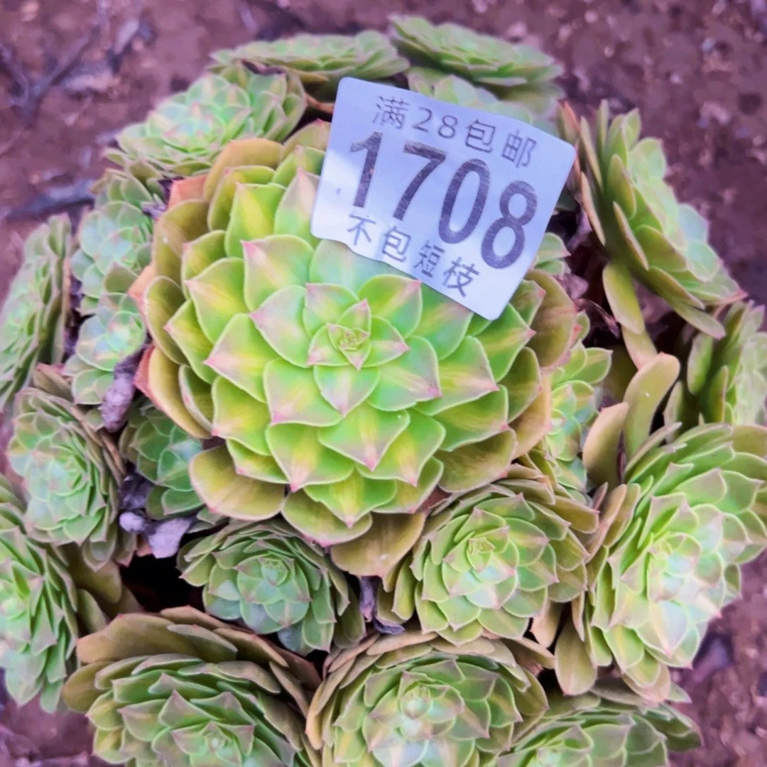 抹茶多肉植物法师1708