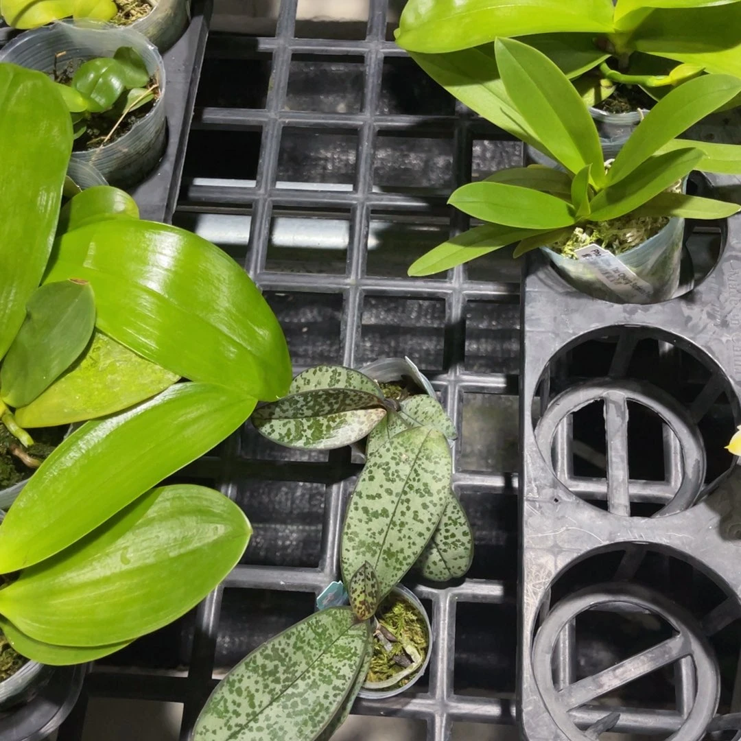 无花朵蝴蝶兰原生爱丽丝