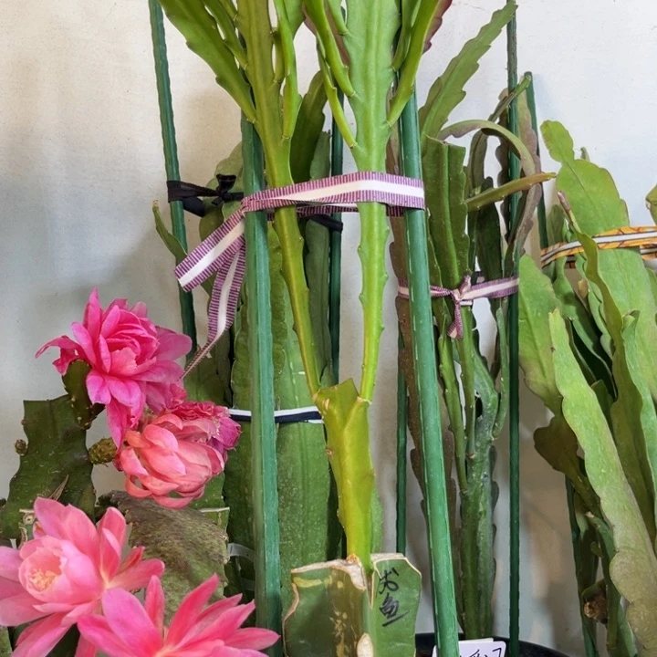 当前无花栽培后可以开花?****?橙鱼