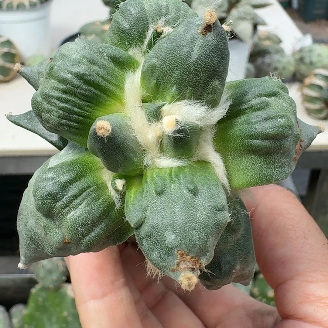 【闪购商品】无花朵梦***焙怒涛336
