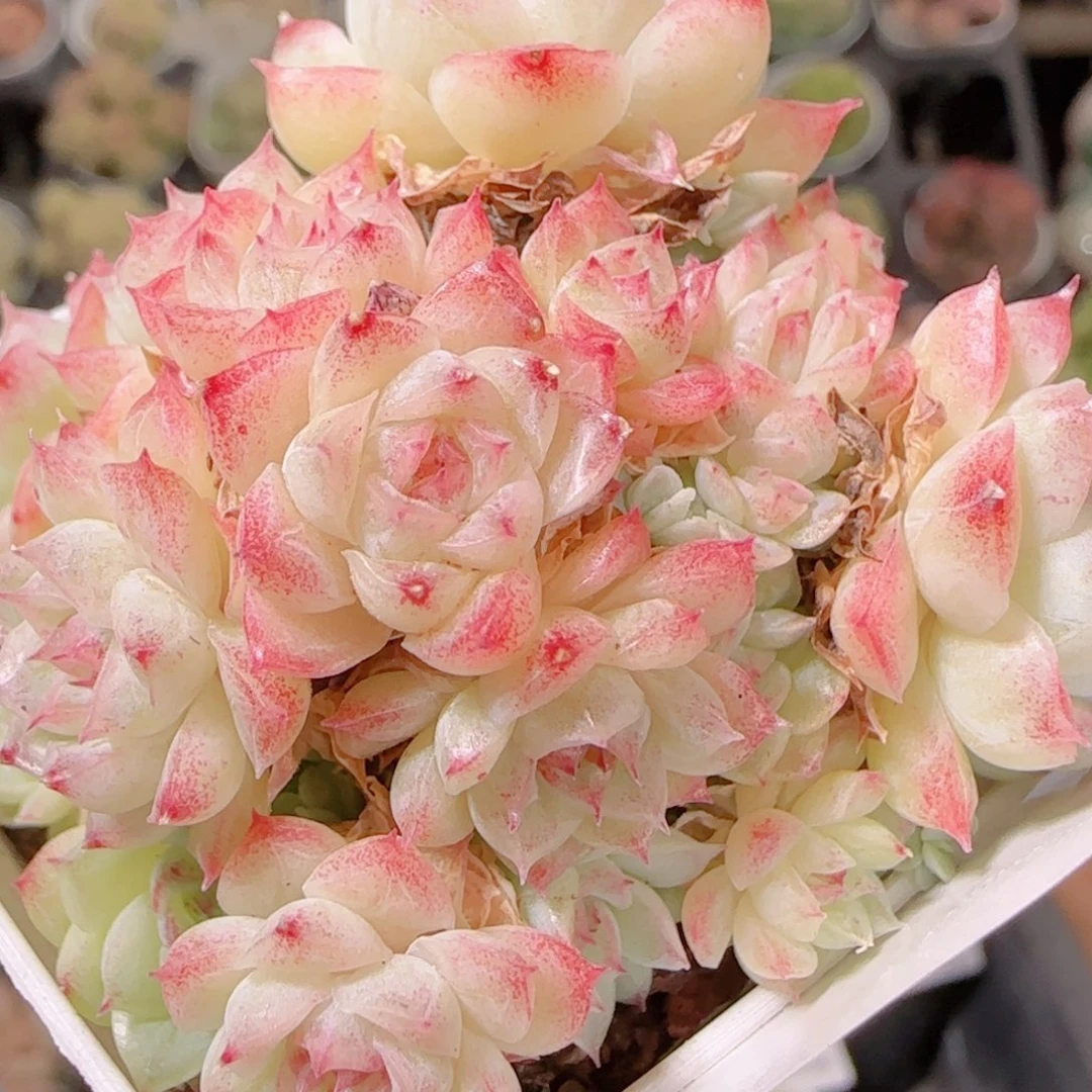 花语逸镜1128-253散