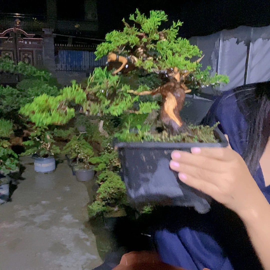 无花朵真柏盆景造型