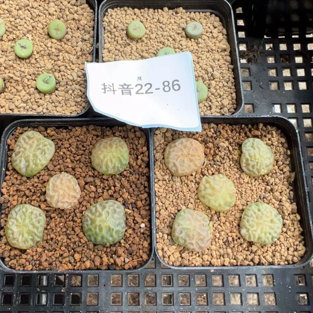 22-86量拍超级烧麦一颗