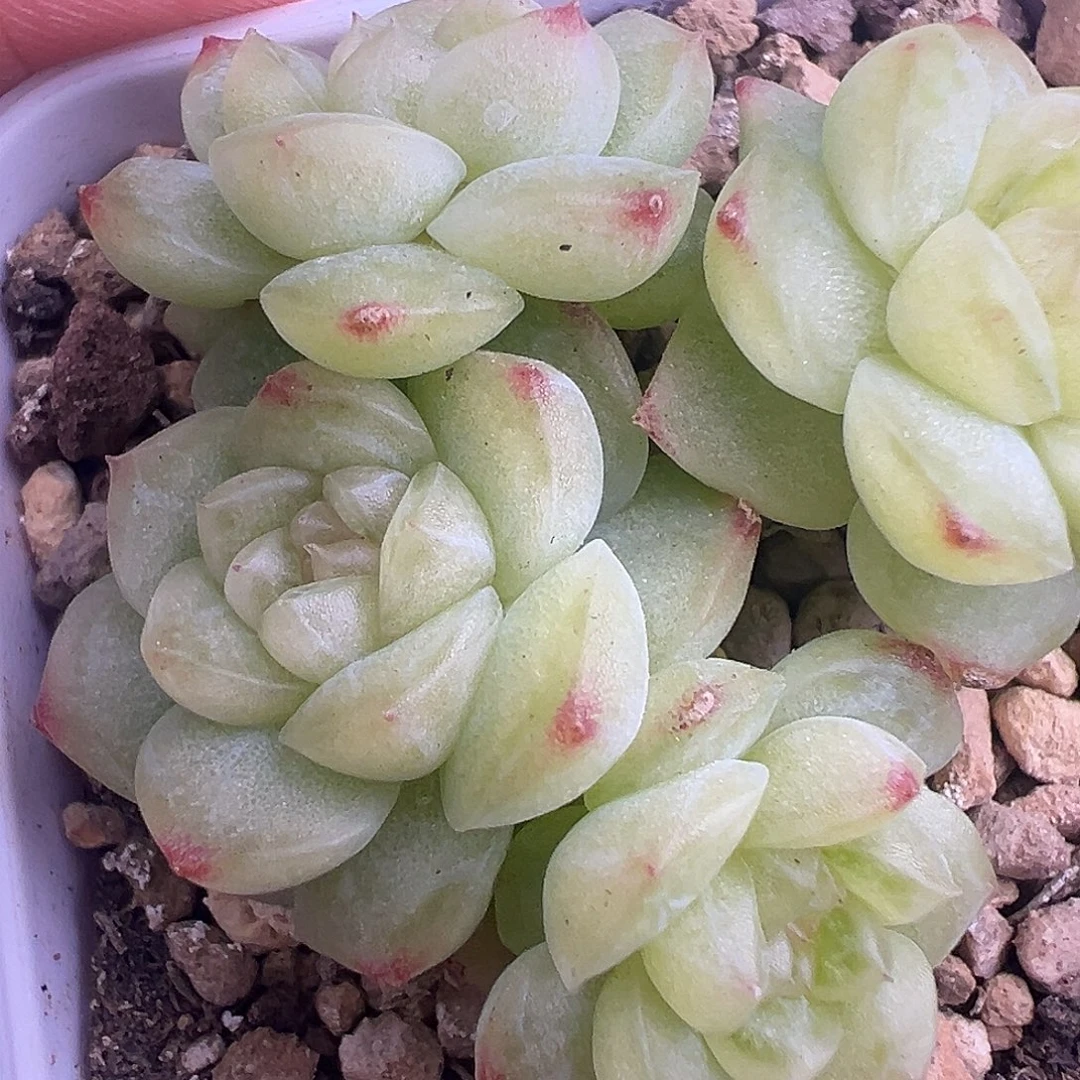 黎****四头清漪。