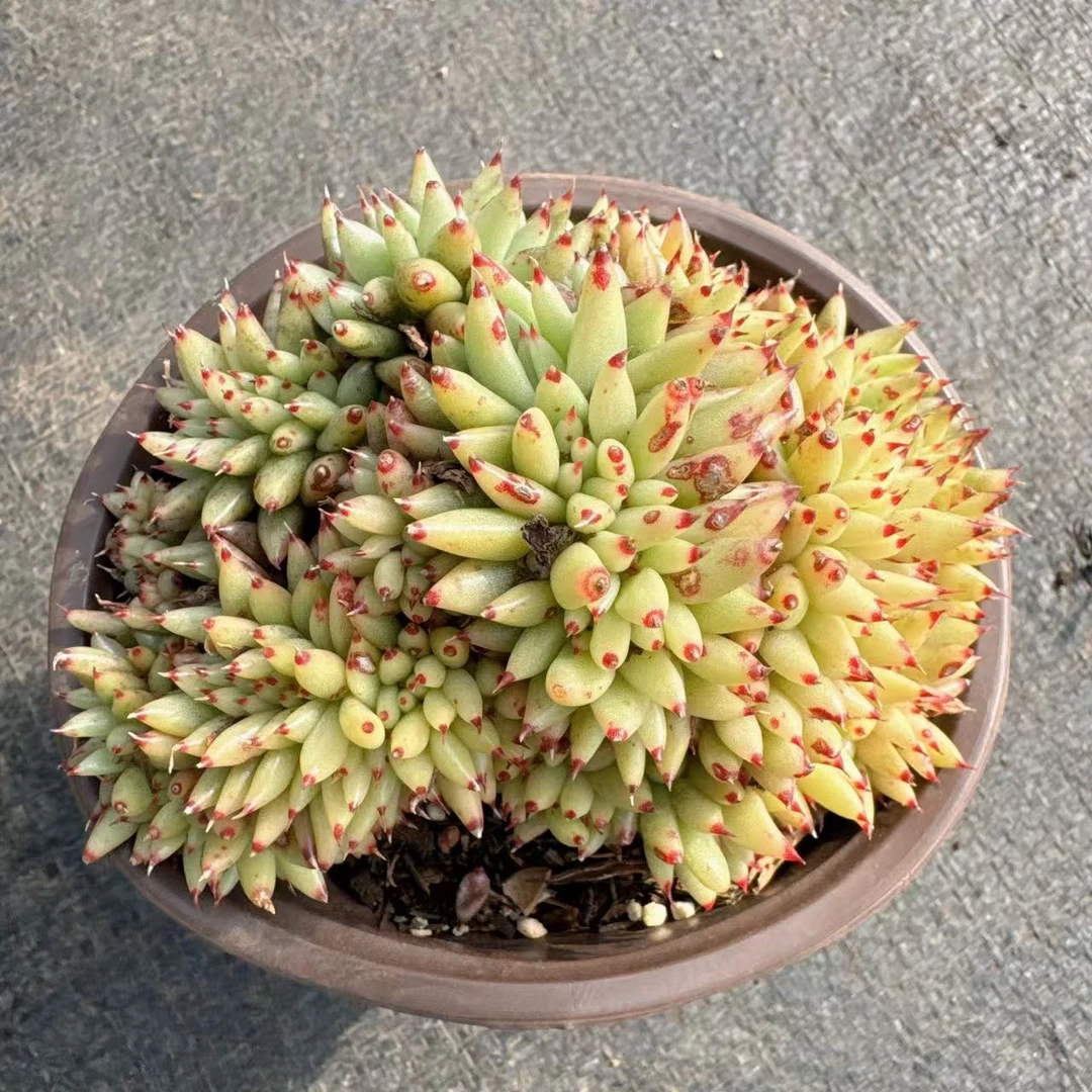 洋洋多肉（虎京缀化）满19包邮 以直播间实物为准 多肉植物