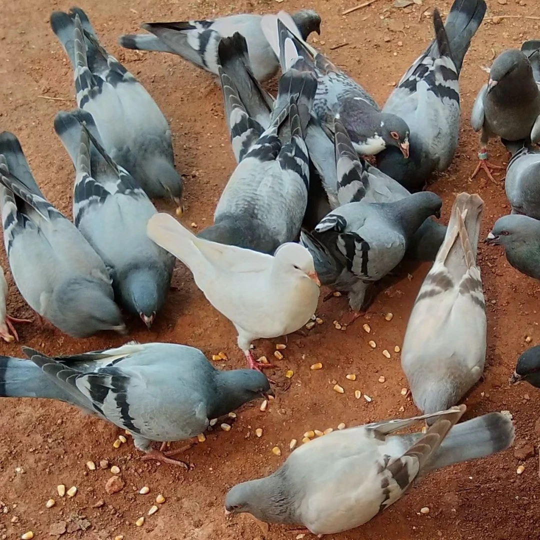 散养鸽子青年2只包活到家
