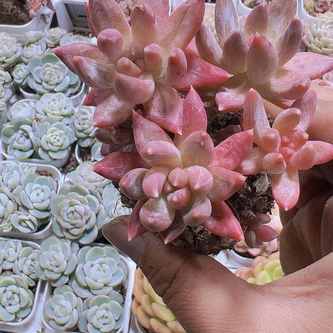 老桩炫彩星19包邮