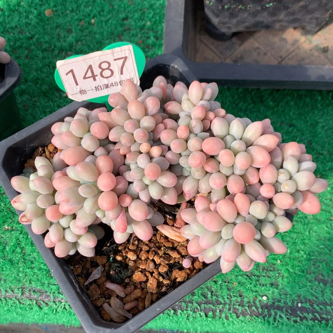 汤圆缀化一物一拍1487