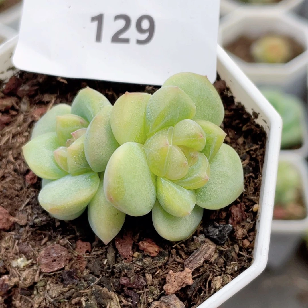 129号糖心冰心珍妮 编号16