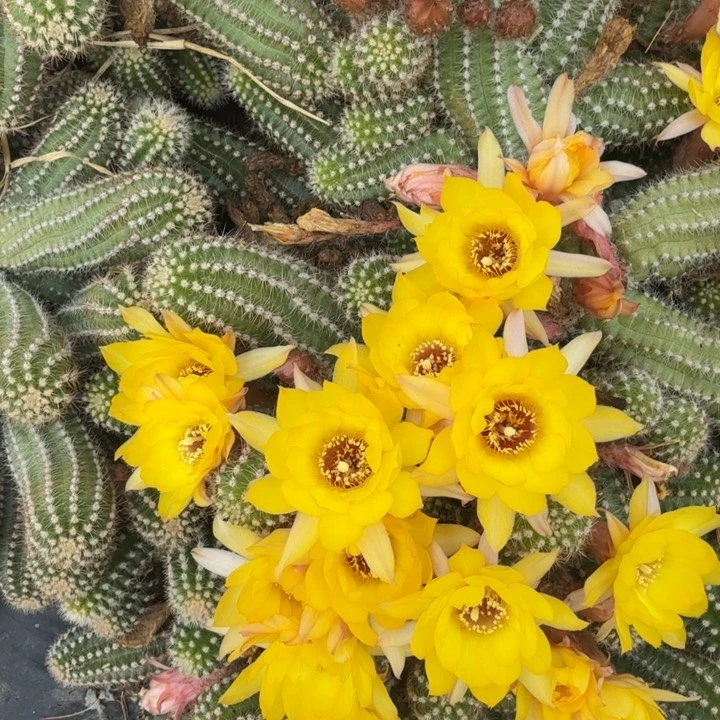 白檀仙人掌541侧芽一个