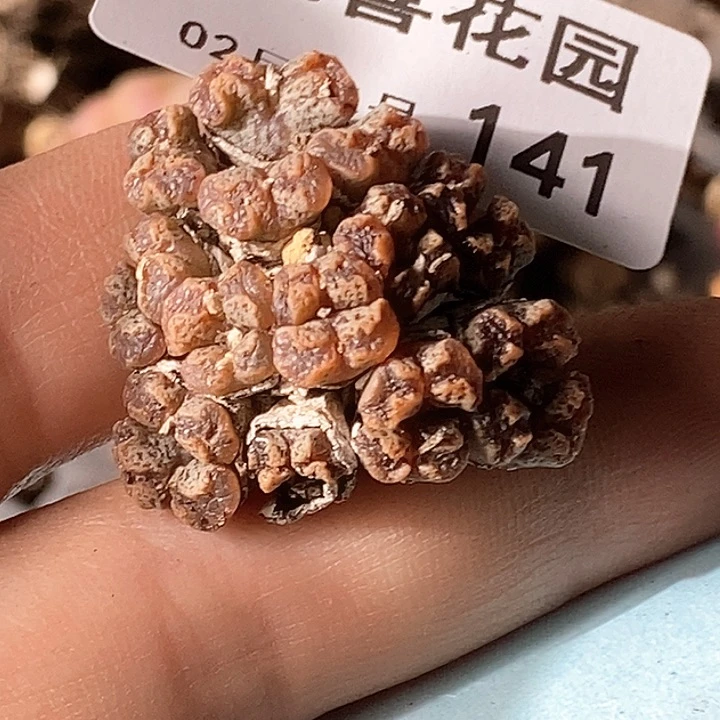 杜*果桃喜花园0204-141勋章