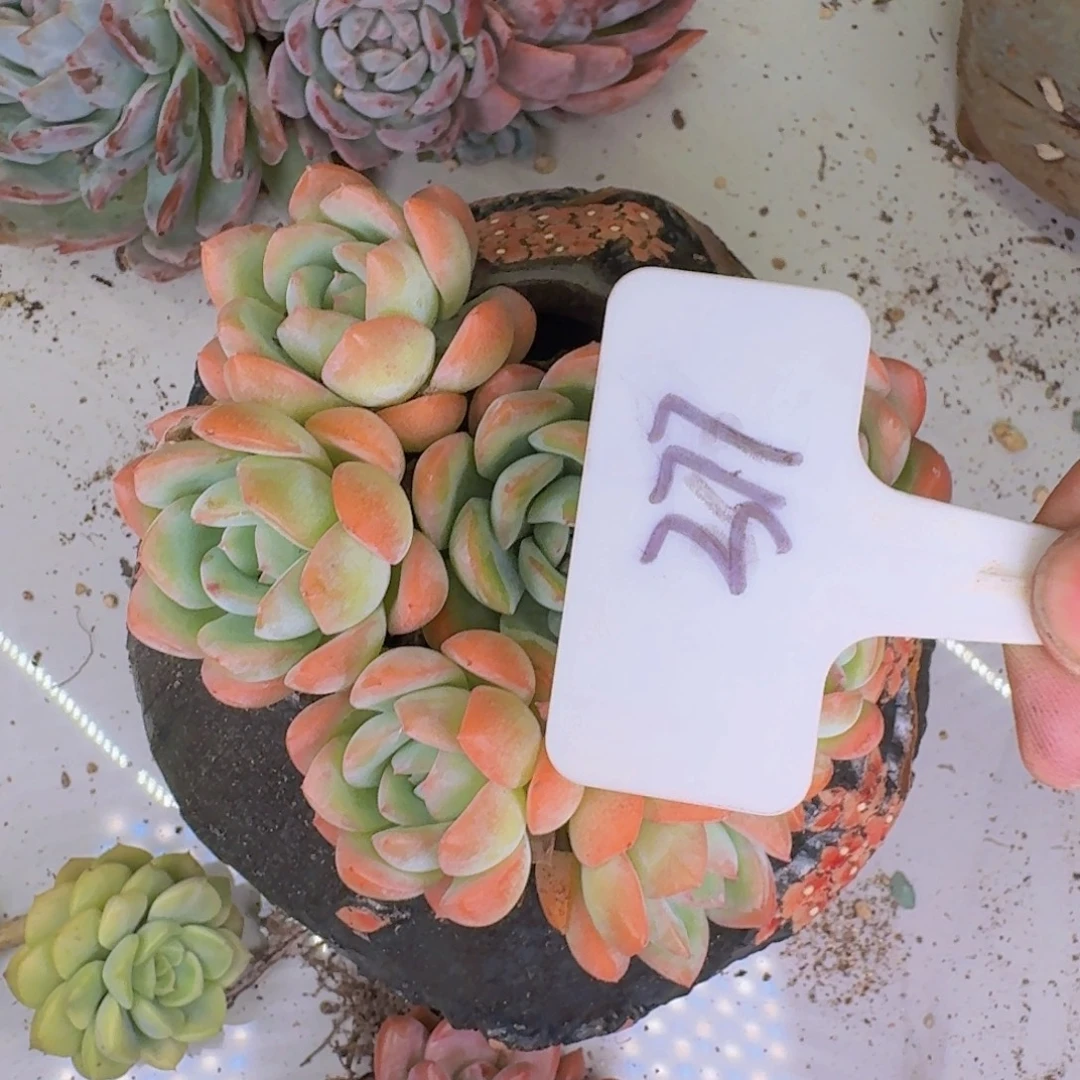 多肉植物的生长发育