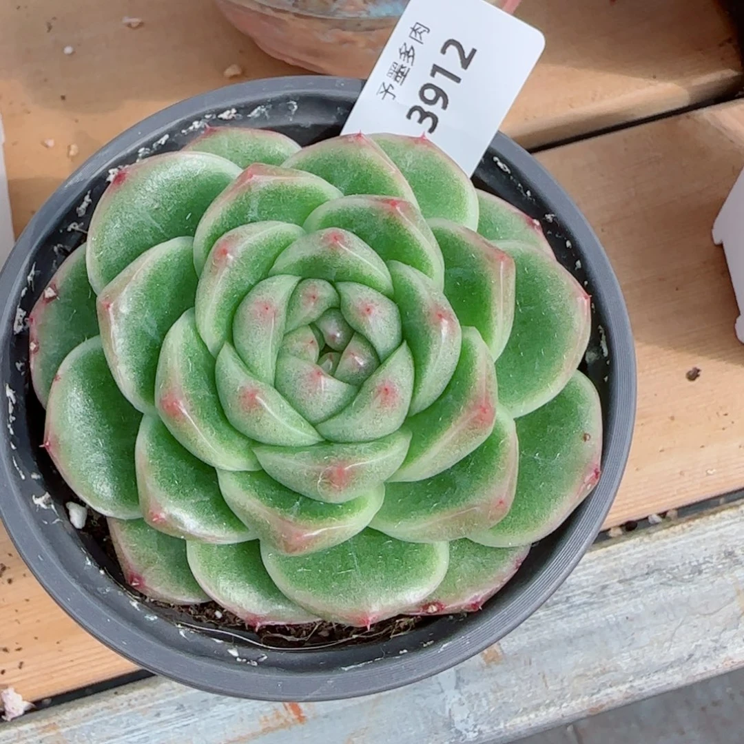 M100，3912多肉植物
