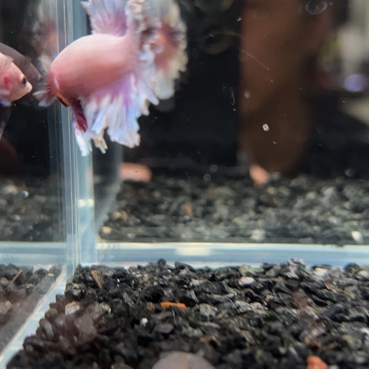 斗鱼一单包邮13日145