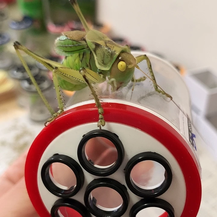 雪***原蟋蟀黄金甲啊啊啊啊啊啊