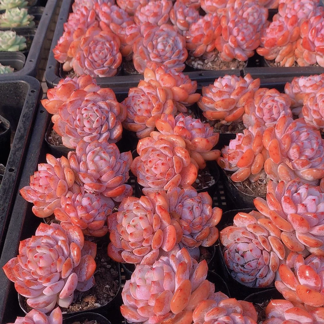 两颗双头星星橙34567788999000