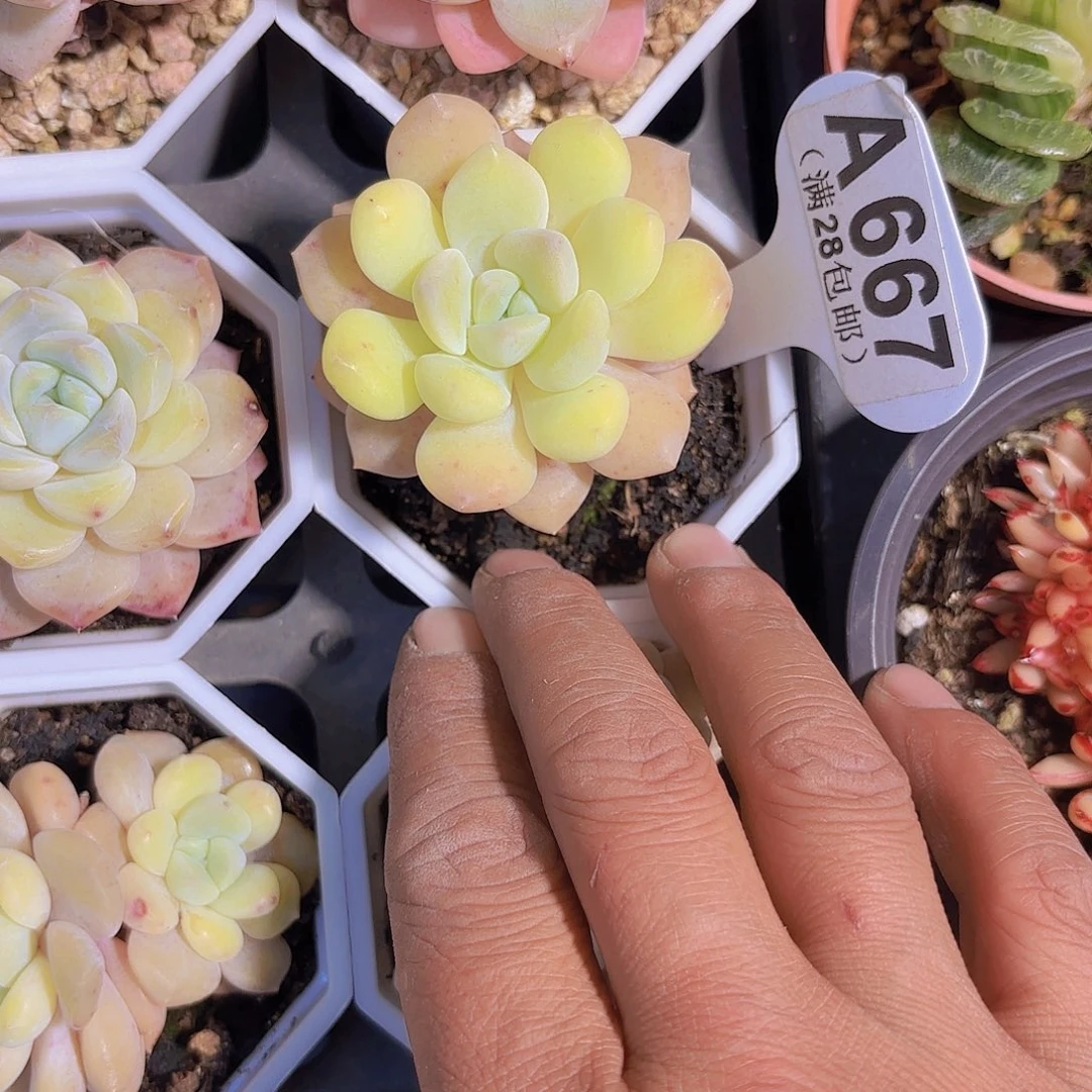 A667橙子杂交一物一拍