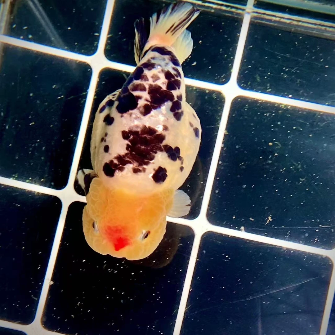 福州印象兰寿 渔场自销10-100（请勿私拍）