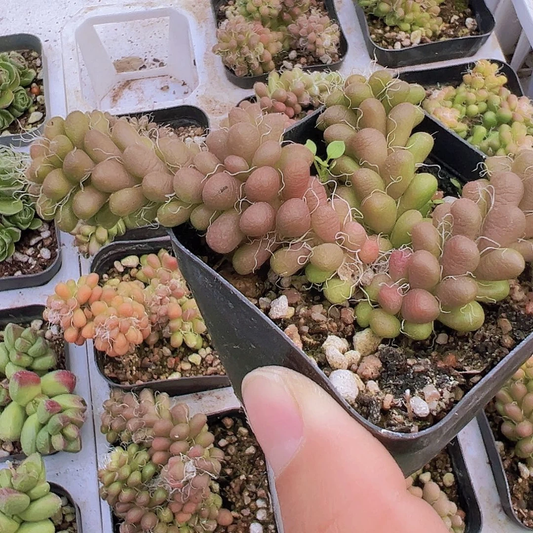 小老头19包邮多肉植物