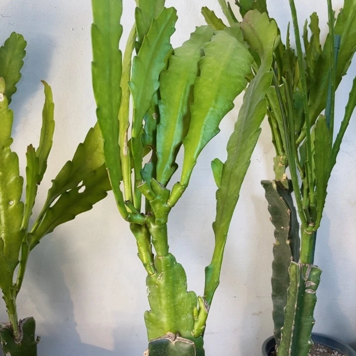 当前无花栽培后可以开花红*手928