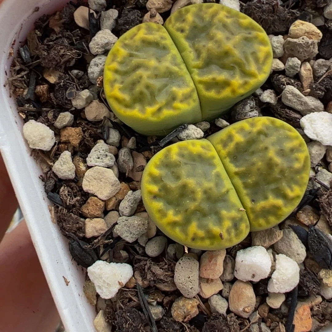 685多肉植物种类和
