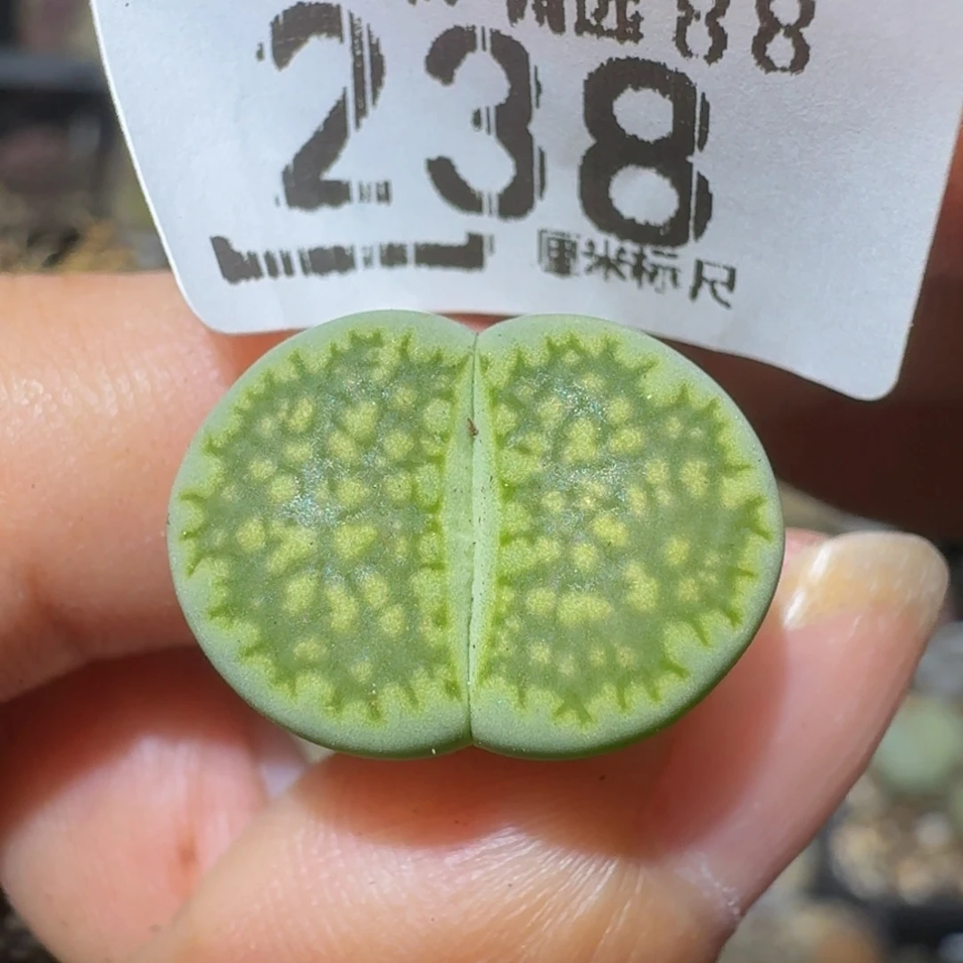 Ssss精品生石花238