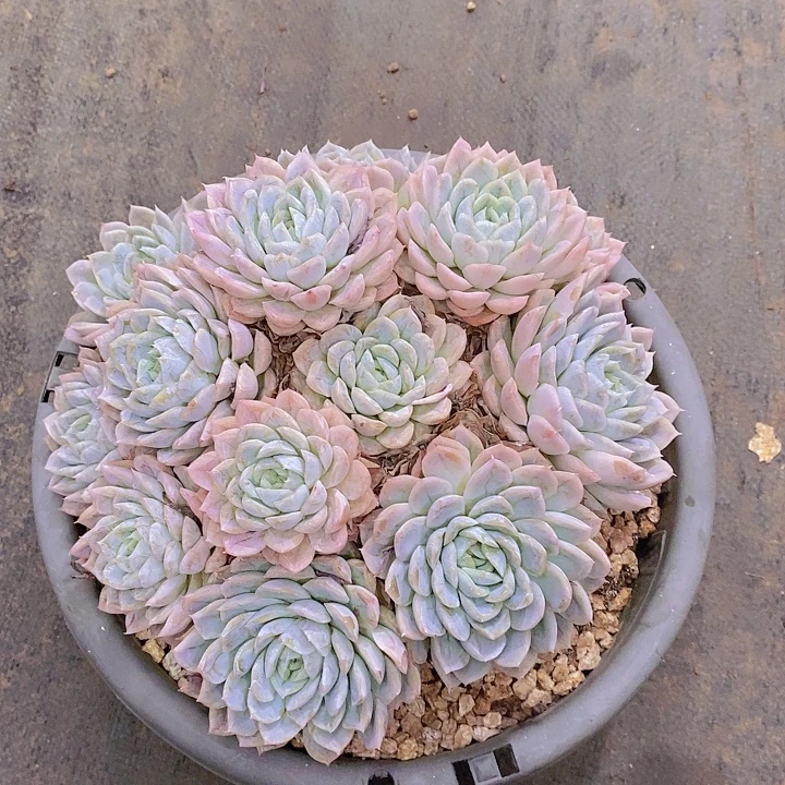 单***丹墨西哥球多肉植物大群