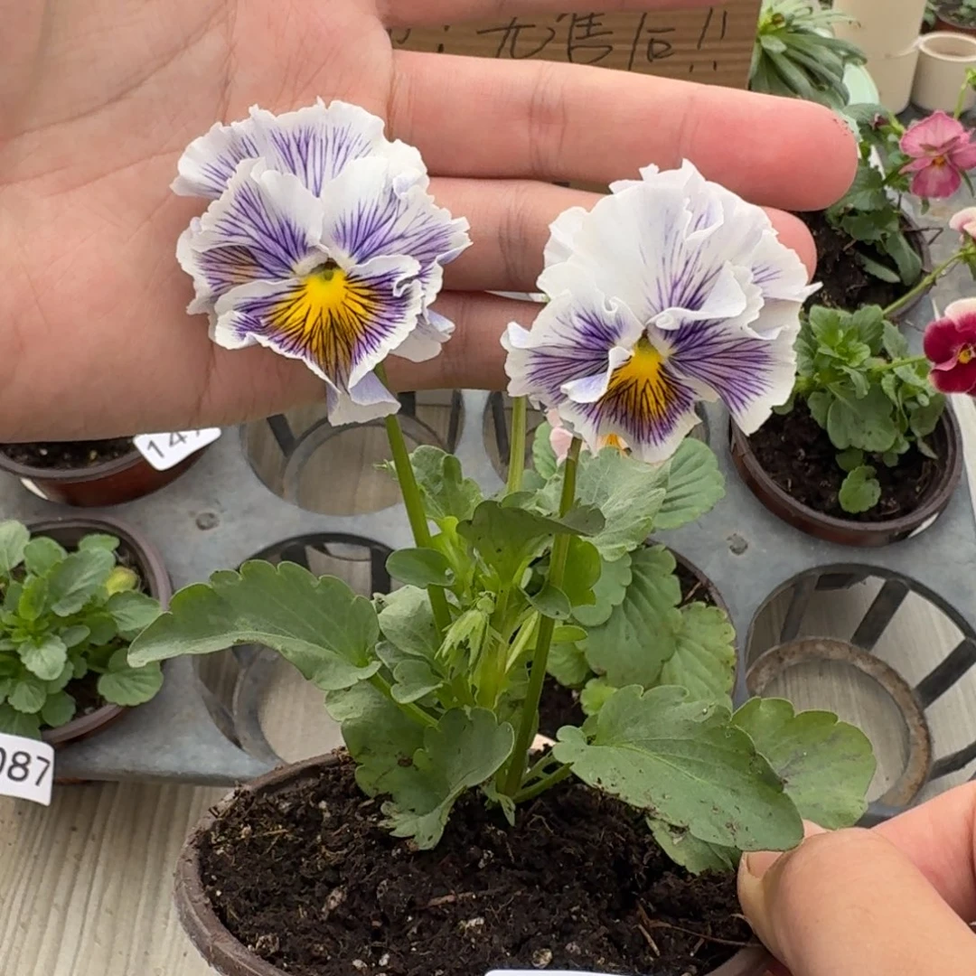 大部分花苞少量开放176