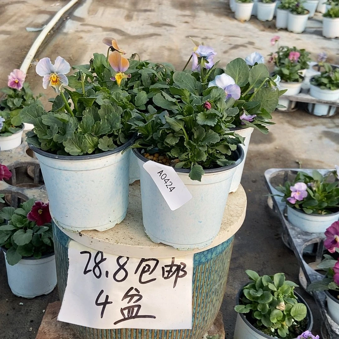 大部分花苞少量开放424