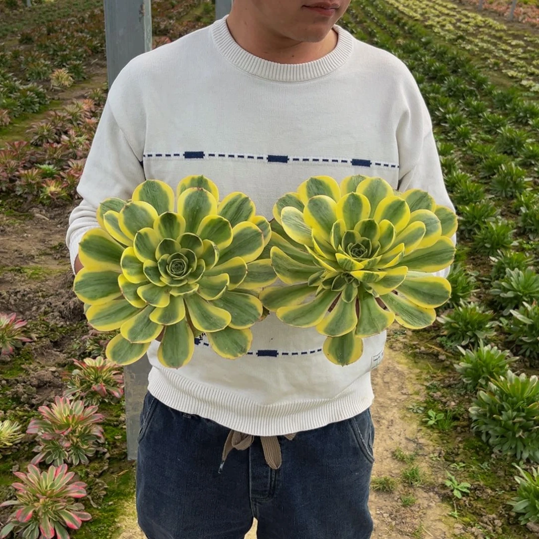 香炉盘锦多肉植物捧花的