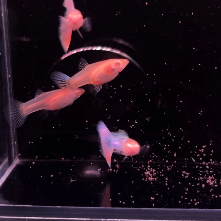孔雀鱼天使彩虹2对