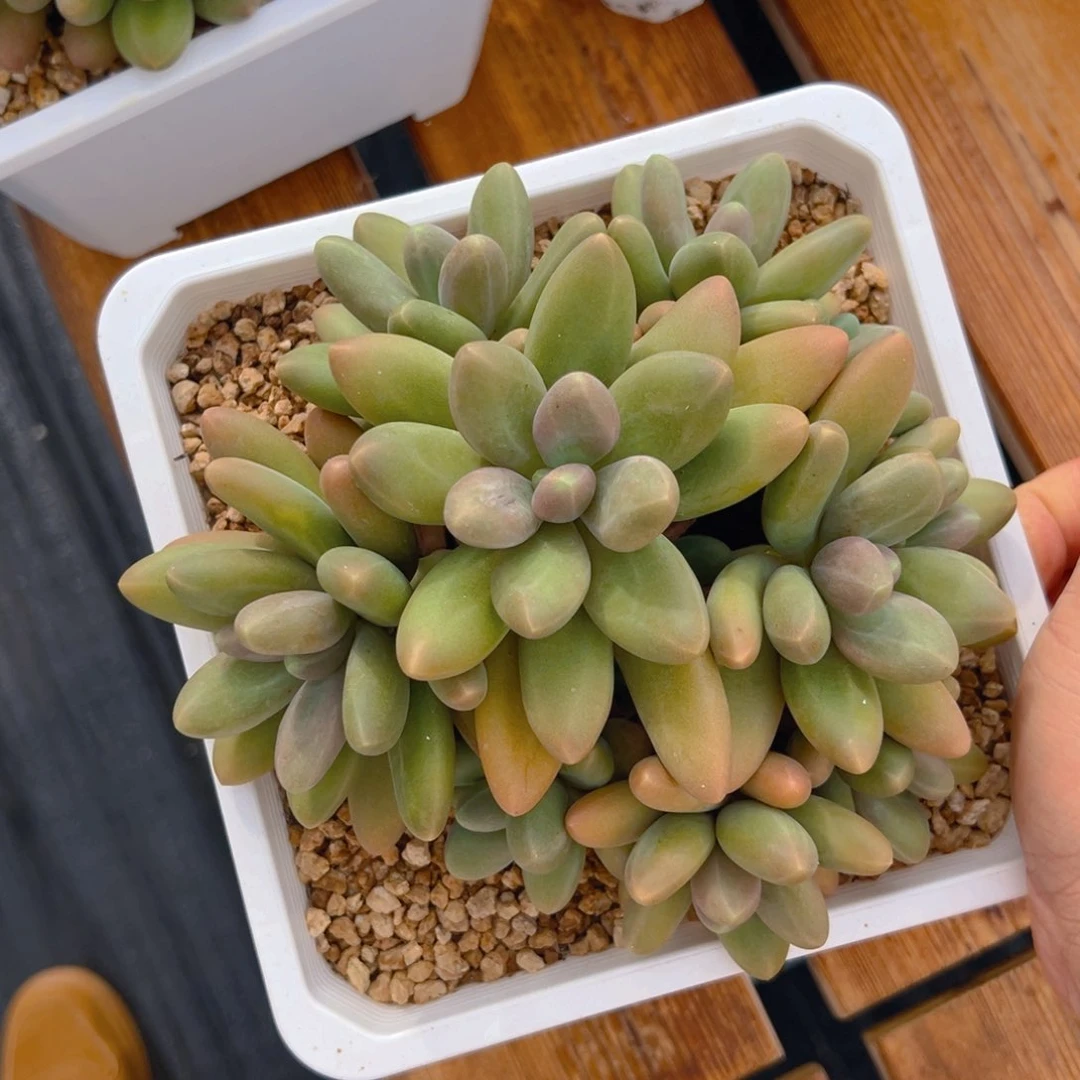 糖果111111111111111